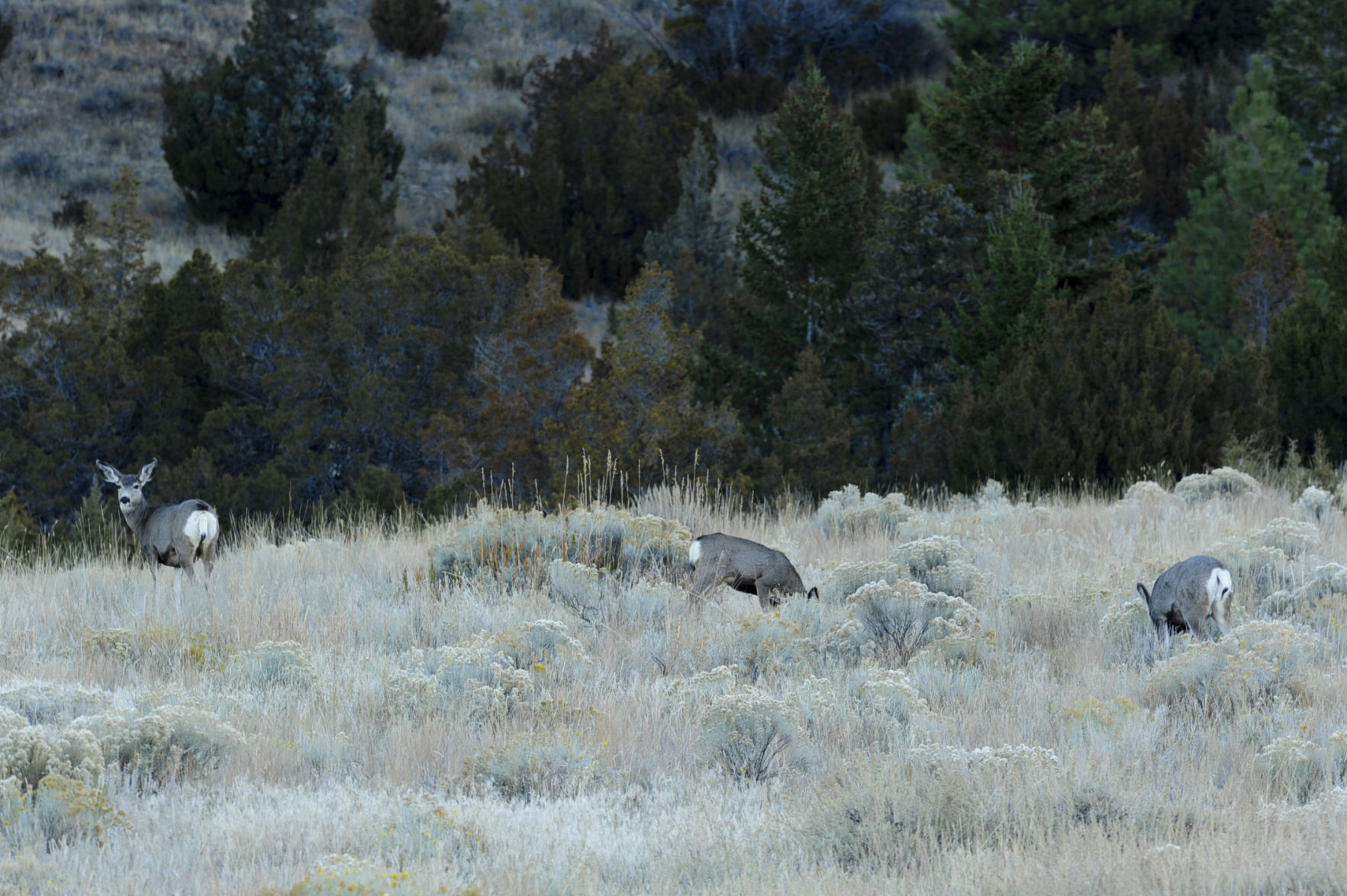 Mule deer